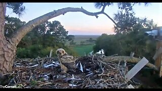 Owlet Enjoys Prey That Dad Brought 🦉 4/7/22 19:44