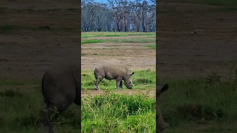 Rhino Mother And Calf #Wildlife | #ShortsAfrica