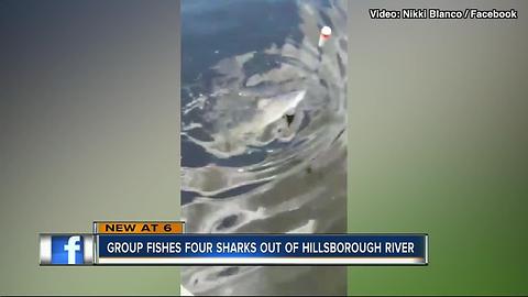 Tampa residents shocked to find bull sharks in Hillsborough River