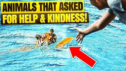 Animals That Asked People for Help & Kindness! Real Life Animal Rescues (Must Watch)