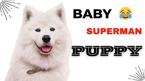 Super hero puppy 😂😂