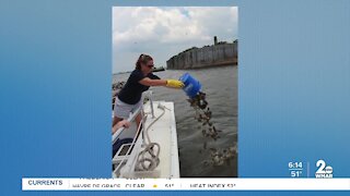 Putting baby oysters in Baltimore