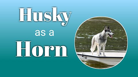Husky on a Boat: The Funniest Horn You'll Ever Hear, Husky's Reaction While On Boat!