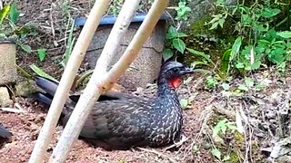 Jacu Relaxando na Terra: Momento de Paz na Natureza