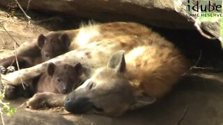 Spotted Hyena Den With Cute Cubs