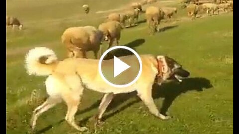 Kangal Shepherd Dog Mission