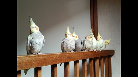 Cockatiels living the life
