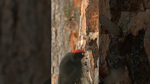 woodpecker birds//woodpecker amazing nest making.#ZOOTV #zootv #shortvedio #ZOO TV