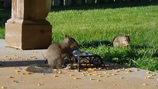 Startled Squirrels Jump