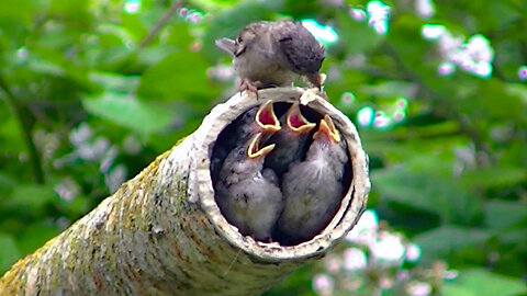 IECV NV #665 - 👀 Four Baby House Sparrows Enjoying There Food From Mother Sparrow 🐥🐥🐥🐥6_29-2018