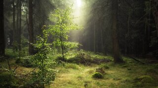Beautiful Fantasy Forest Music – The Enchanted Forest