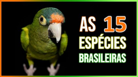 Canto dos Periquitos - 15 Espécies de Periquitos Tuim Típicos do Brasil