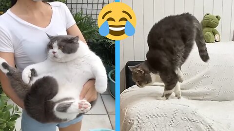 Cute Cats' funny videos 😍😂 Try not to laugh