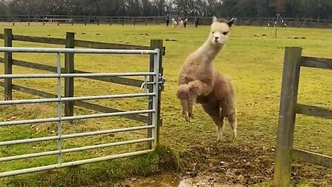 Laugh Out Loud: The Funniest Farm Animals