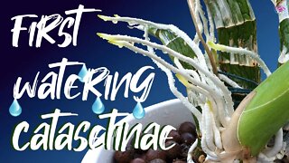 Catasetinae FIRST watering | All phases leading up to the first watering of Catasetum #Fredclarkeara