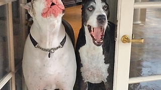 Two Great Danes complain they don't want to go out in the rain