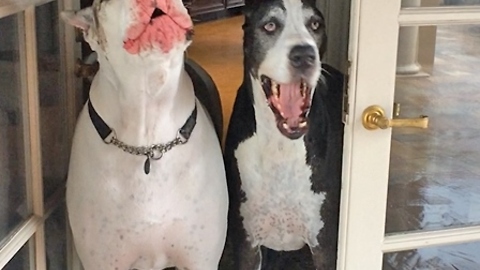 Two Great Danes complain they don't want to go out in the rain