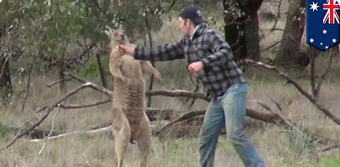 Man fights kangaroo: Aussie dude punches kangaroo in the face after it attacks his dog