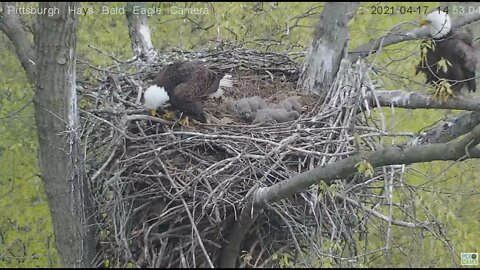 Hays Eagles Squirrel Swat team 2021 04 17 14:52