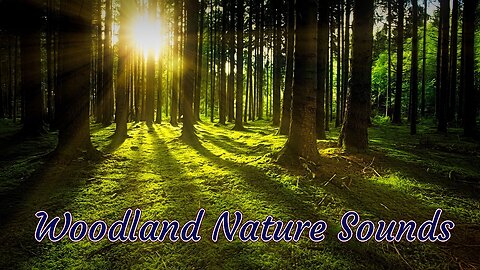 Peaceful woodland walk, birds chirping, nature sounds, ASMR