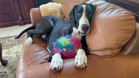 Great Dane Has Fun Playing With Her Rainbow Puppy Ball