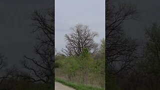 Vultures soaring and in the trees 🌳 at the Farm 🌳 🚜