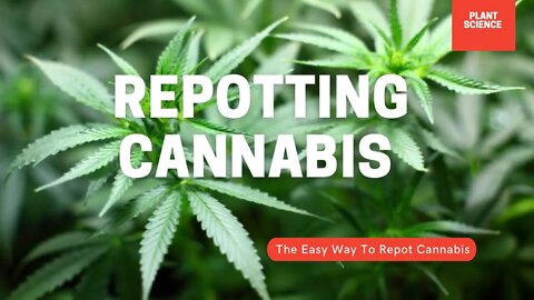 Repotting Cannabis. Growing Cannabis Outside In Canada | Gardening in Canada