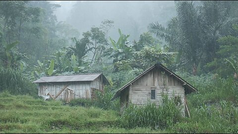 Rainfall Harmony Embracing the Serenity of the Asian Forest