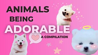10 Minutes of ADORABLE ANIMALS 🥰 A Compilation