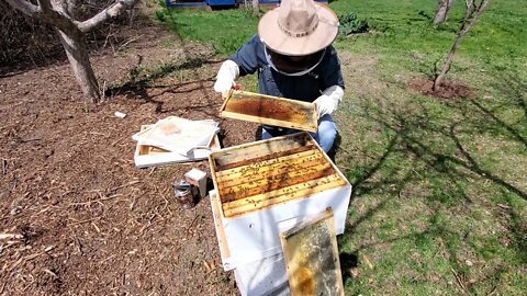 Inspecting My Honeybee Hive - Removing Mite Treatment