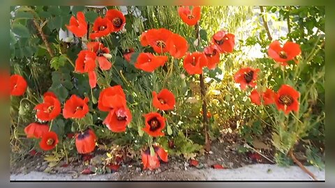 Mountain anemone flowers in nature