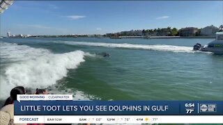 Finding dolphins off the coast of Clearwater Beach is fun for the whole family