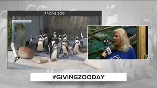 #GivingZooday: Help animals in need by donating to your local zoo