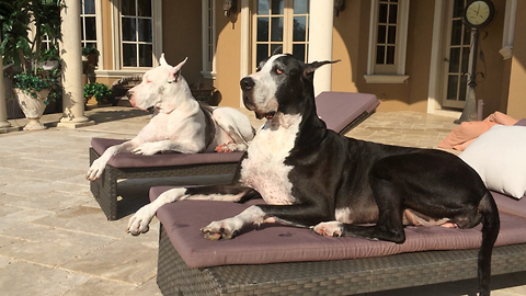 Two Great Danes enjoy sunbathing on chaise loungers
