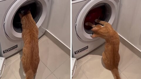 Playful Cat Is Totally Amused By Washing Machine