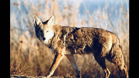 5 Fun Facts About The Coyote