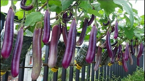 I've never seen so many Eggplants, growing Eggplants at home