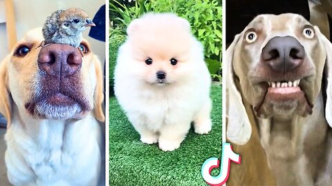 Ultimate Funny Dogs Compilation! 🐕 🐶 2023 | Best Funny Dog Videos Ever