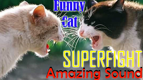 Funny Cats Fighting - Superfight - Amazing Sound #funnyanimal