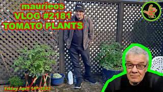 maurieos VLOG #2181 TOMATO PLANTS