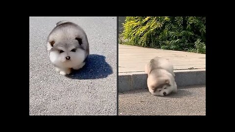 Baby Alaskan Malamute Cutest and Funniest Moments New Compilation 😍| Try Not To Laugh.