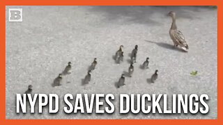 NYPD Policewomen Reunite Ducklings with Their Mother After Rescuing Them from Sewer