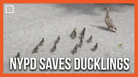 NYPD Policewomen Reunite Ducklings with Their Mother After Rescuing Them from Sewer