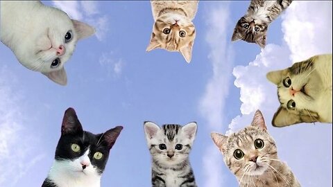 Funny animal video, funny cat video funny kittens