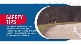 Animal Collision Safety & Coverage - AAA Insurance