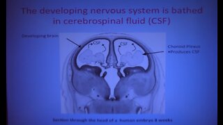 CSF: Cerebrospinal Fluid: the 'I AM THAT I AM' in Man