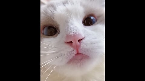 Funny & Cute Cat Meow meme.💞 Funny cats meow baby