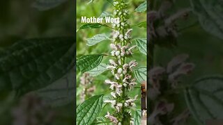 Fever Support with Diaphoretic Herbs | Mother Wort