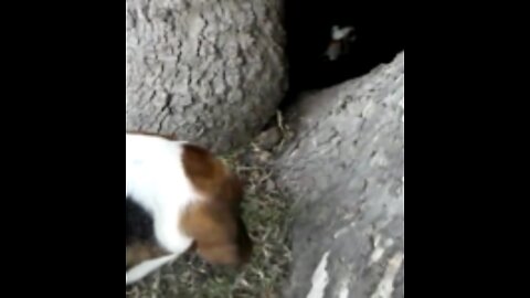 Beagle vs. Duck...Epic Tree Battle!