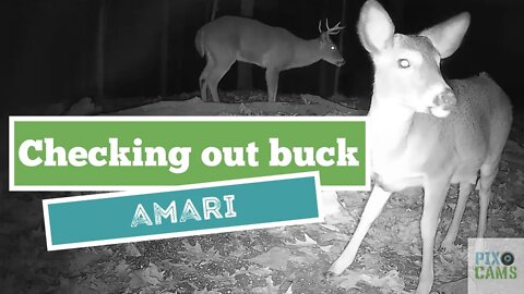 Amari checking out the big buck ,has no fear Wildlife Cam 2